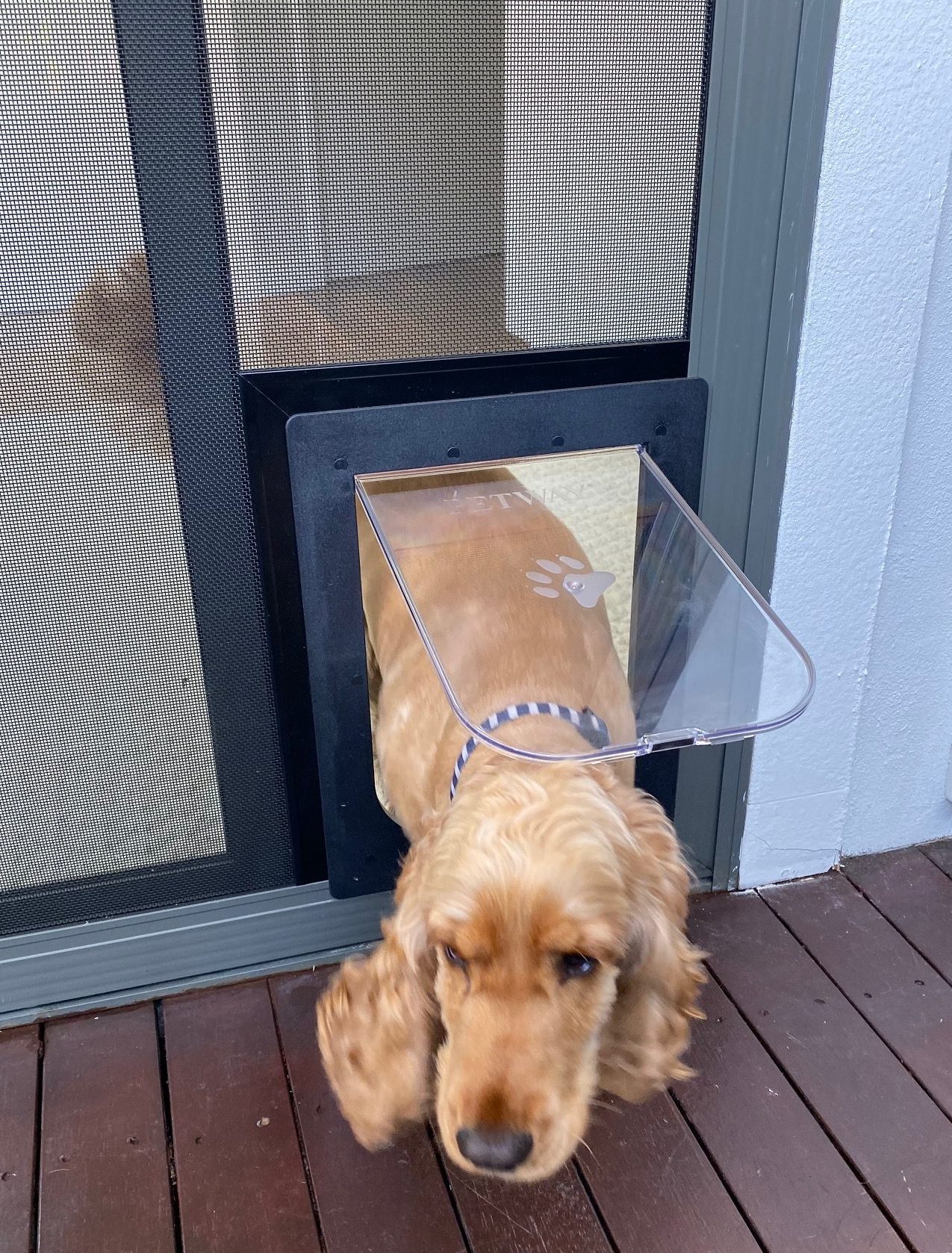 How to Put a Dog Door in a Door  