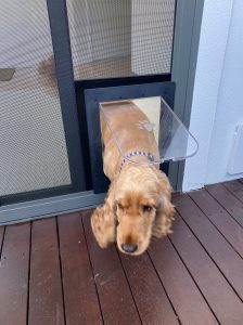 Doggy Door Screen Door