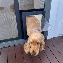 Doggy Door Screen Door