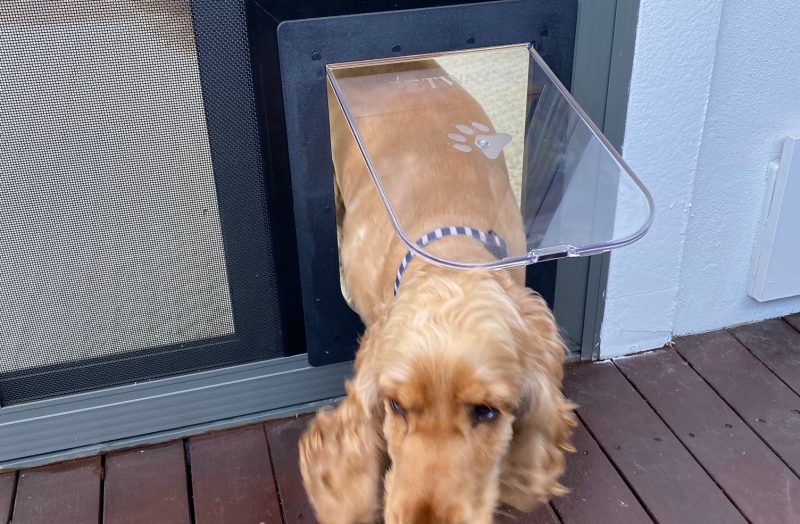 Doggy Door Screen Door